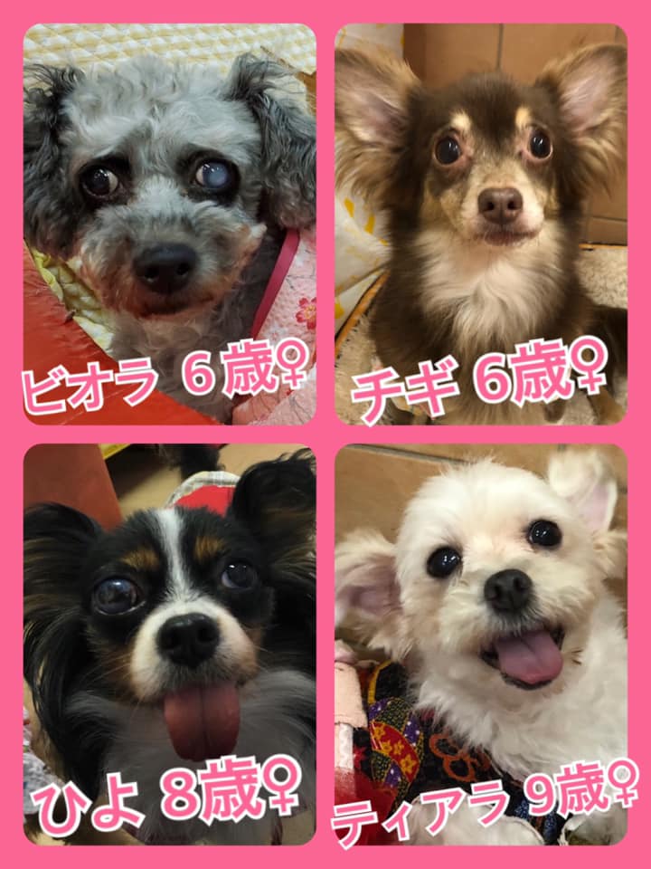 🐾今日の里親様募集中ワンコ🐶メンバーです🐾2020,7,18